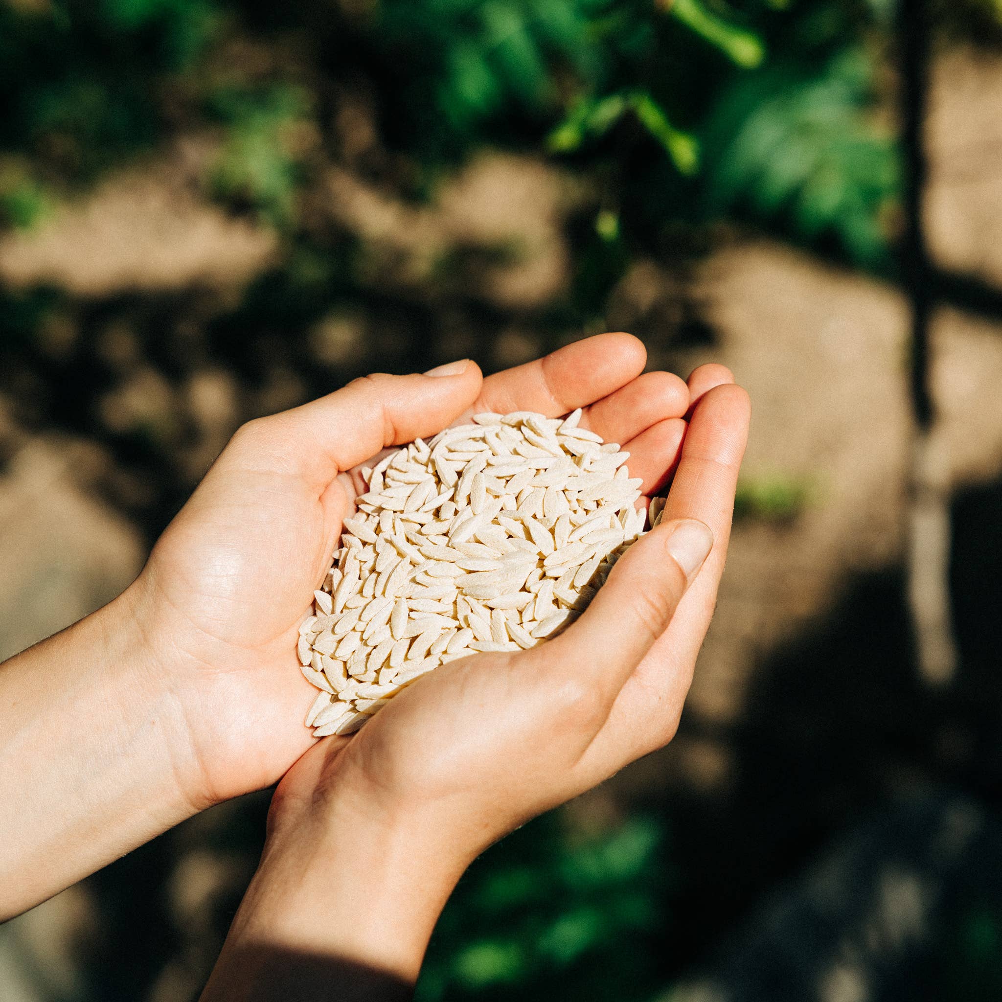 Traditional Pasta - Kritharaki (Orzo) from Crete